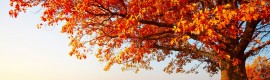 autumn-tree-background